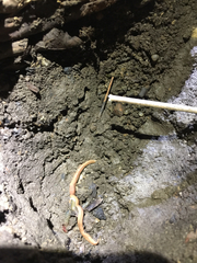 Bipalium adventitium