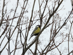 Parus major