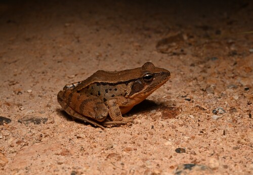 Chaochiao Brown Frog