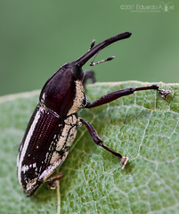 Nertinus suturalis