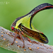Umbonia crassicornis - Photo (c) Eduardo Axel Recillas Bautista,  זכויות יוצרים חלקיות (CC BY-NC), הועלה על ידי Eduardo Axel Recillas Bautista