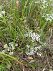 Limnosciadium pumilum