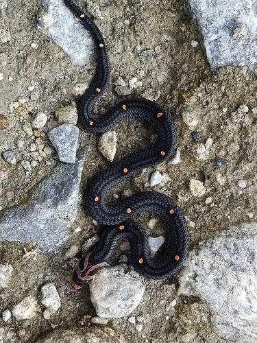 Lacroix Kukri Snake