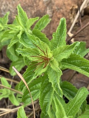 Acalypha wilmsii