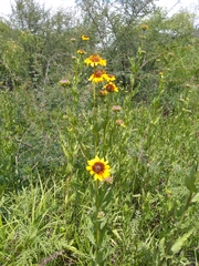 Helianthus laciniatus