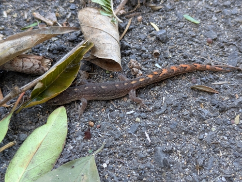 Southern Marbled Gecko