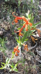Anisacanthus thurberi