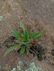 (c) Matias Baranzelli, some rights reserved (CC BY) Plantago tomentosa, photograph (c) Matias Baranzelli, some rights reserved (CC BY)