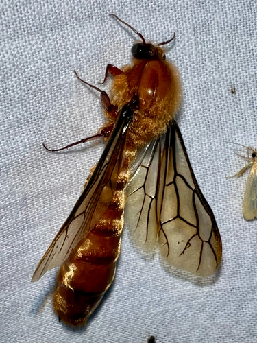 Dorylus fimbriatus