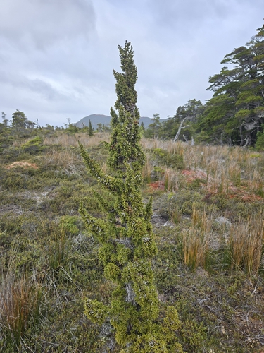 Pilgerodendron uviferum