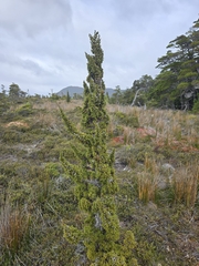 Pilgerodendron uviferum