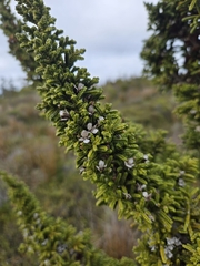 Pilgerodendron uviferum, photograph (c) Tomás Tamagno, some rights reserved (CC BY)