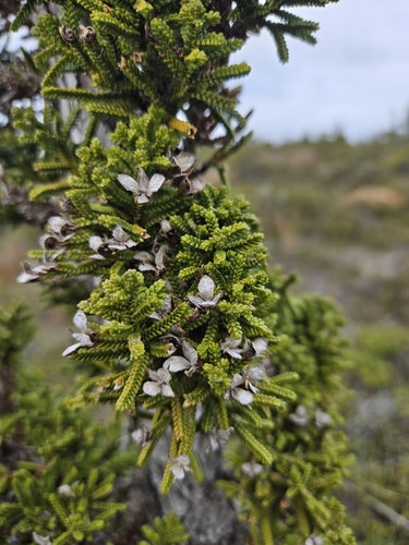 Pilgerodendron uviferum, photograph 3