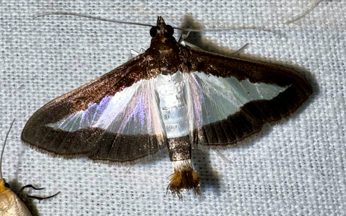 Cucumber Moth