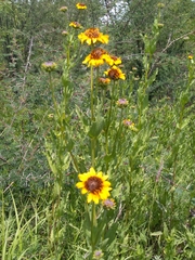 Helianthus laciniatus