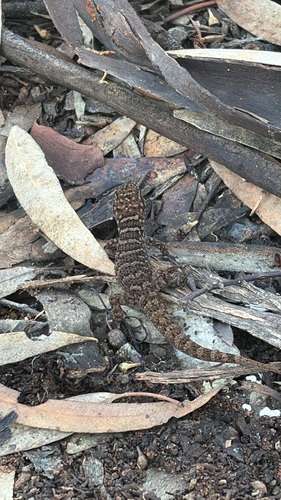 Common Prickly Gecko