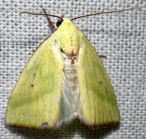 Earias becqueti