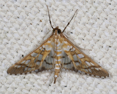 Orange Epipagis Moth