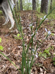 Sisyrinchium albidum