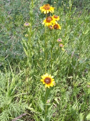 Helianthus laciniatus