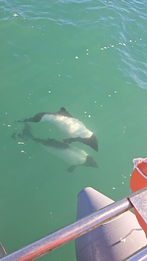 Commerson's dolphin