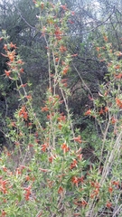 Anisacanthus thurberi