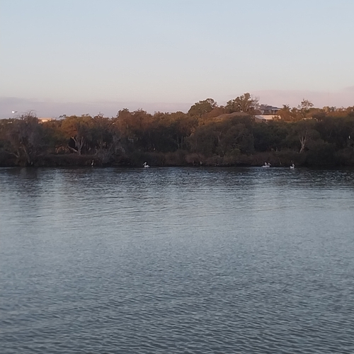 Australian Pelican