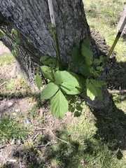 Acer negundo