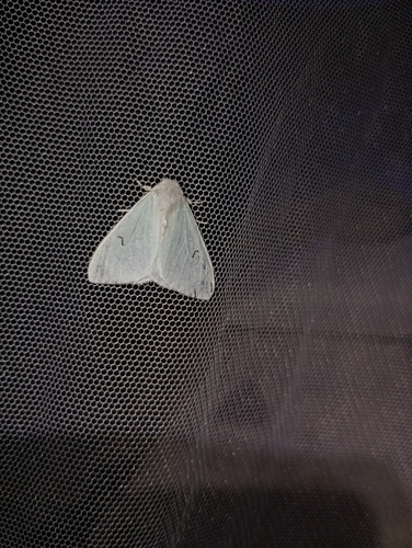 Black V Moth
