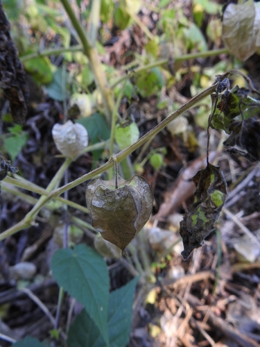 Physalis pruinosa