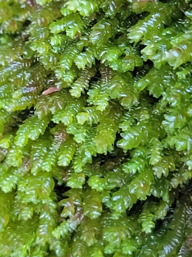 Isotachis minima