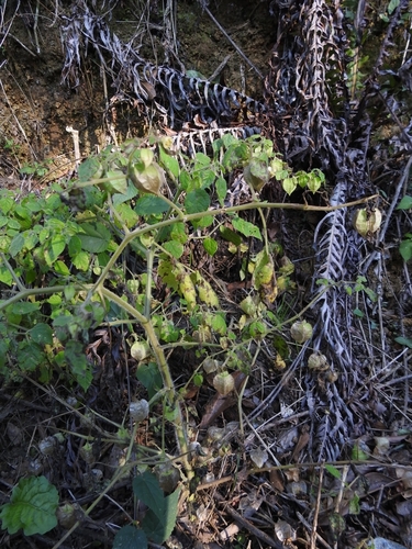 Physalis pruinosa, photograph 2