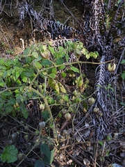 Physalis pruinosa, photograph (c) Ericson Cernawsky Igual, some rights reserved (CC BY-SA)
