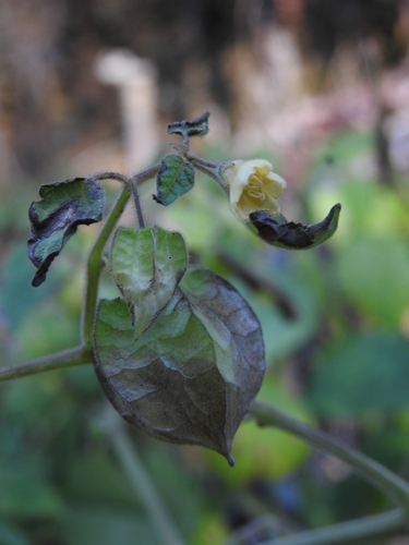 Physalis pruinosa, photograph 3