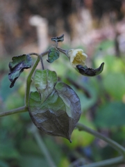Physalis pruinosa, photograph (c) Ericson Cernawsky Igual, some rights reserved (CC BY-SA)
