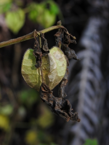 Physalis pruinosa, photograph 4