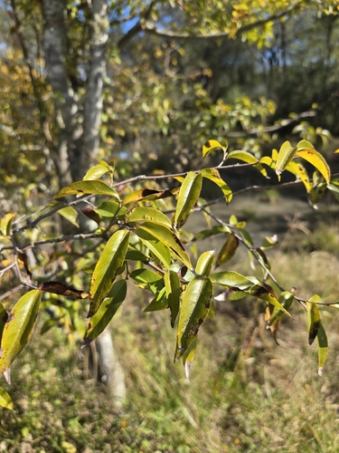 Ruprechtia laxiflora, photograph 2