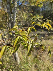 Ruprechtia laxiflora, photograph (c) Tomás Tamagno, some rights reserved (CC BY)