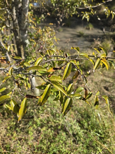 Ruprechtia laxiflora, photograph 3