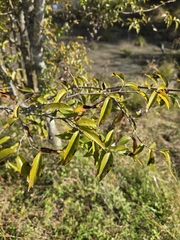 Ruprechtia laxiflora, photograph (c) Tomás Tamagno, some rights reserved (CC BY)
