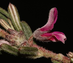 Indigofera rhodantha