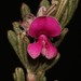 Ginger Indigo - Photo (c) Brian du Preez, some rights reserved (CC BY-SA), uploaded by Brian du Preez