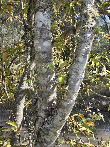 Ruprechtia laxiflora, photograph 4