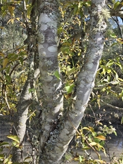 Ruprechtia laxiflora, photograph (c) Tomás Tamagno, some rights reserved (CC BY)