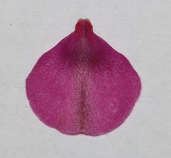 Indigofera rhodantha