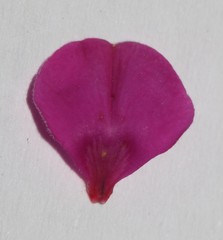 Indigofera rhodantha