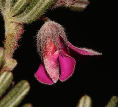 Indigofera rhodantha