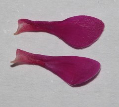 Indigofera rhodantha