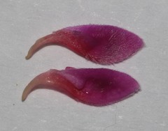 Indigofera rhodantha