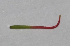 Indigofera rhodantha